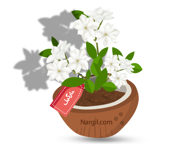 Nargil_Jasminum Officinale